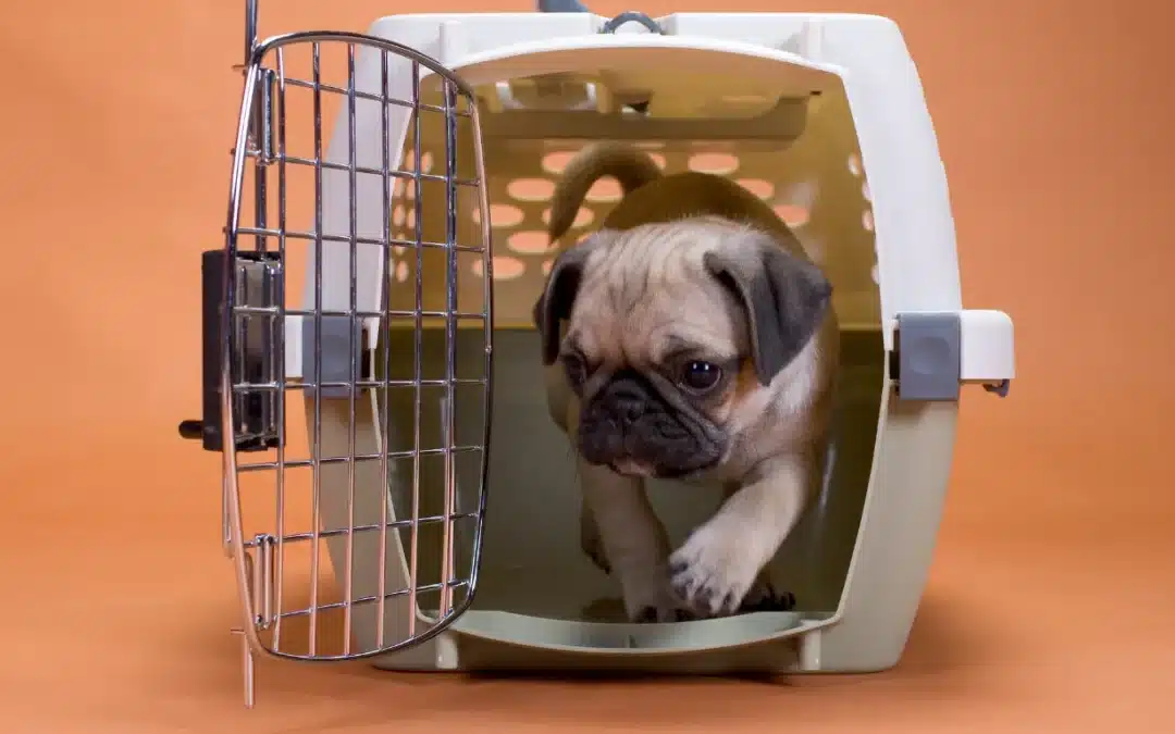 Crate Training: How to Create a Safe Space for Your Dog
