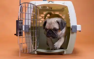 Crate Training: How to Create a Safe Space for Your Dog