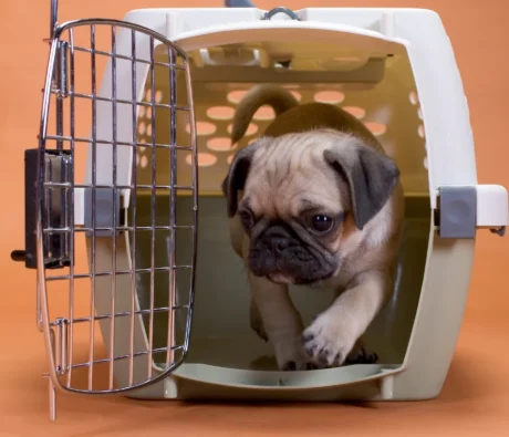 Crate Training: How to Create a Safe Space for Your Dog