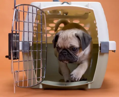 Crate Training: How to Create a Safe Space for Your Dog