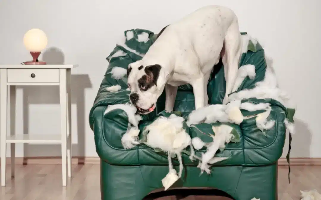 Preventing Destructive Chewing: How to Keep Your Belongings Safe
