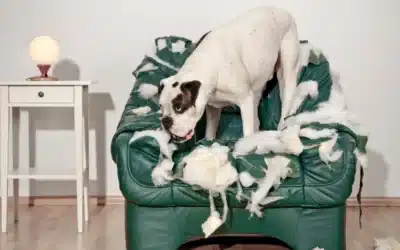 Preventing Destructive Chewing: How to Keep Your Belongings Safe