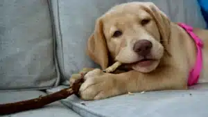 Dog Chewing