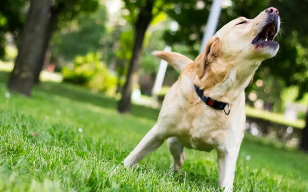 Dealing with Excessive Barking: How to Quiet Your Dog