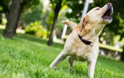 Dealing with Excessive Barking: How to Quiet Your Dog