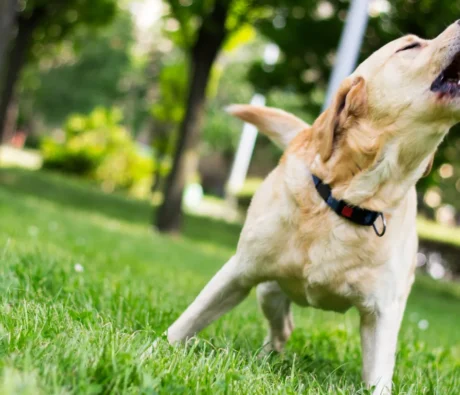 Dealing with Excessive Barking: How to Quiet Your Dog