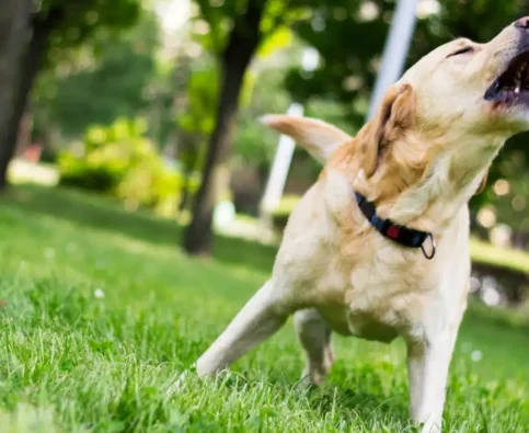 Dealing with Excessive Barking: How to Quiet Your Dog
