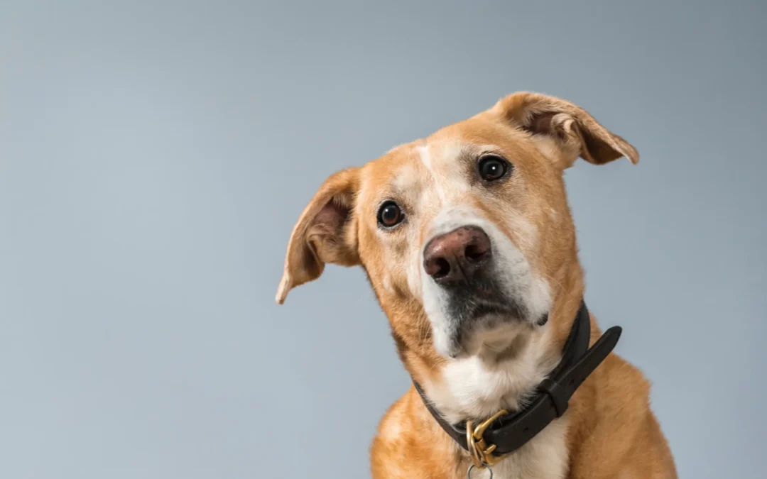 From Rescue to Rockstar: Training Tips for Newly Adopted Dogs