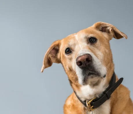 From Rescue to Rockstar: Training Tips for Newly Adopted Dogs