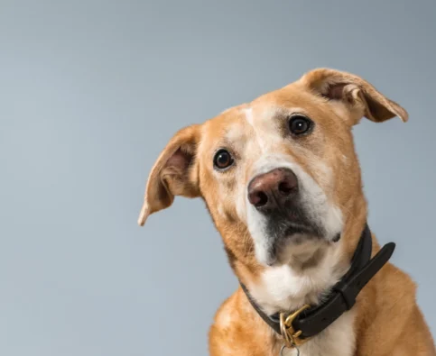 From Rescue to Rockstar: Training Tips for Newly Adopted Dogs