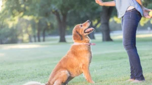 Private Dog Training