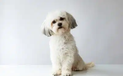Group vs. Private Dog Training: Which Is Best for Your Pet?