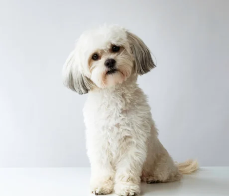Group vs. Private Dog Training: Which Is Best for Your Pet?