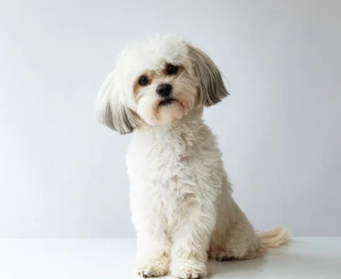 Group vs. Private Dog Training: Which Is Best for Your Pet?