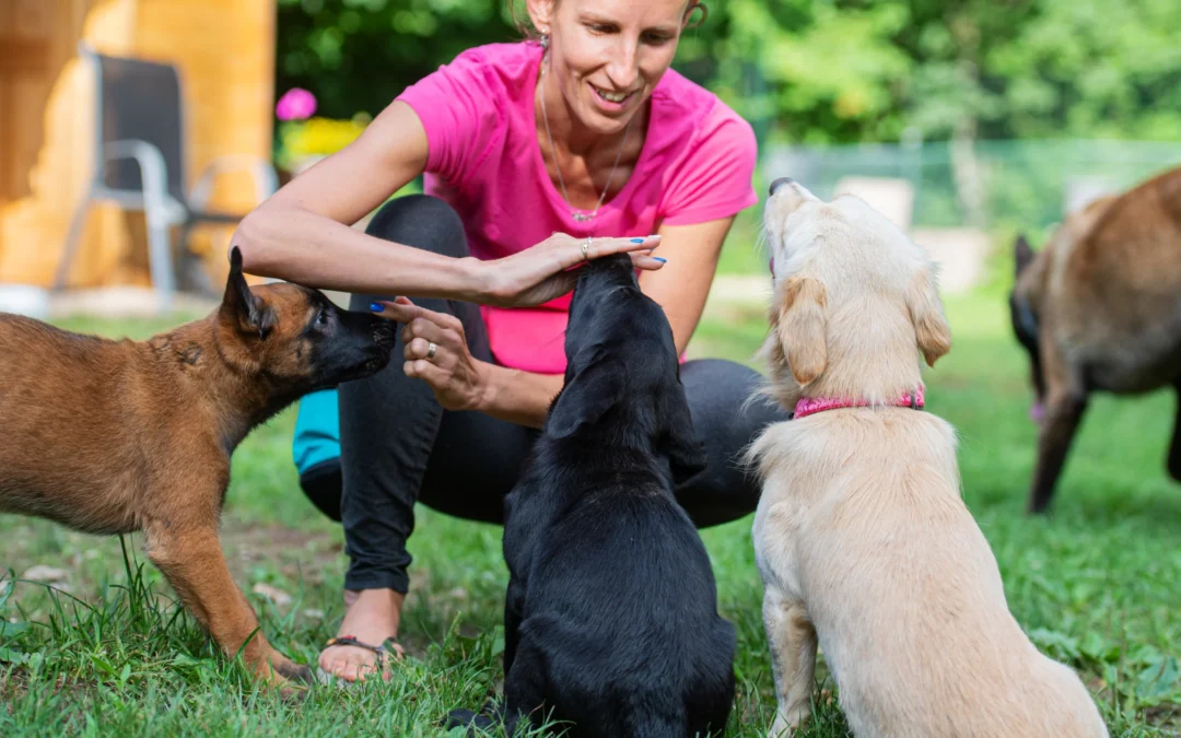 How Becoming a Bark Busters Franchisee Can Transform Your Career