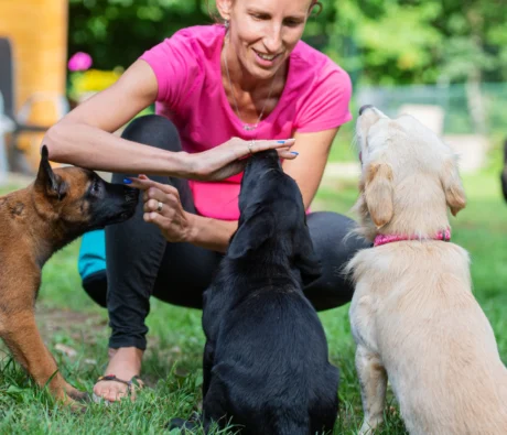 How Becoming a Bark Busters Franchisee Can Transform Your Career
