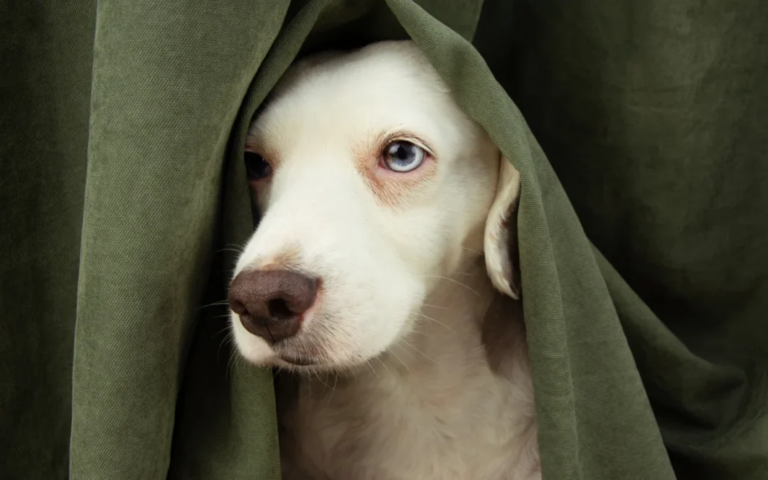 How to Prevent Dog Separation Anxiety Before It Starts