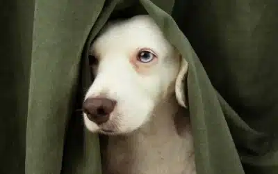 How to Prevent Dog Separation Anxiety Before It Starts
