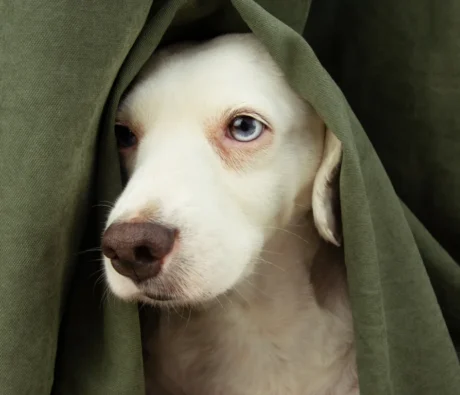 How to Prevent Dog Separation Anxiety Before It Starts