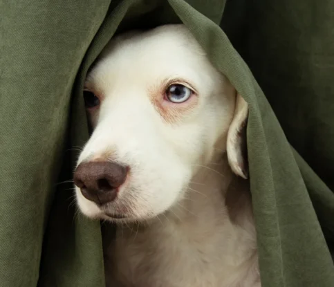 How to Prevent Dog Separation Anxiety Before It Starts