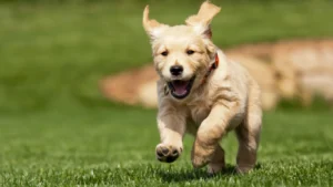 Puppy training