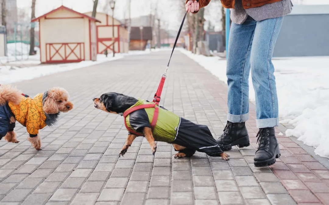 Aggression in Dogs: Why It Happens and How Professional Dog Training Can Help