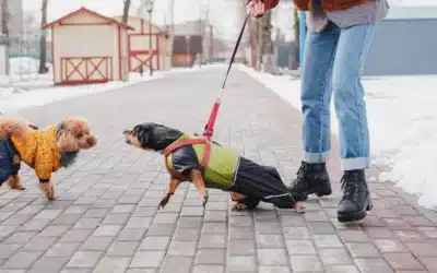 Aggression in Dogs: Why It Happens and How Professional Dog Training Can Help