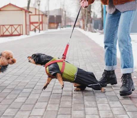 Aggression in Dogs: Why It Happens and How Professional Dog Training Can Help
