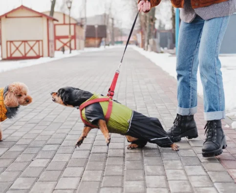 Aggression in Dogs: Why It Happens and How Professional Dog Training Can Help