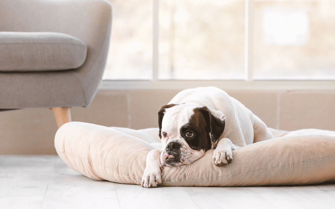 Why Does My Dog Have Separation Anxiety and How Can I Fix It?