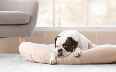 Why Does My Dog Have Separation Anxiety and How Can I Fix It?