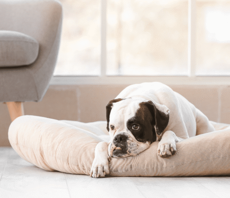 Why Does My Dog Have Separation Anxiety and How Can I Fix It?