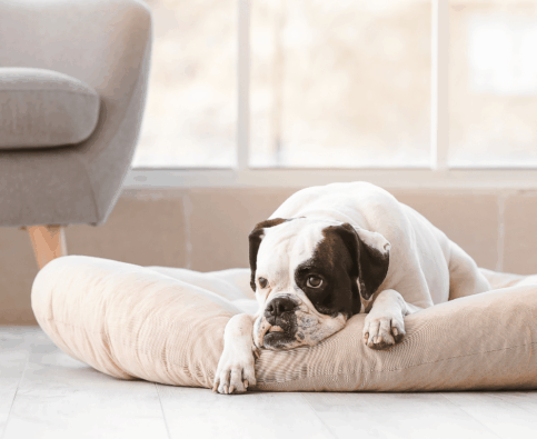 Why Does My Dog Have Separation Anxiety and How Can I Fix It?