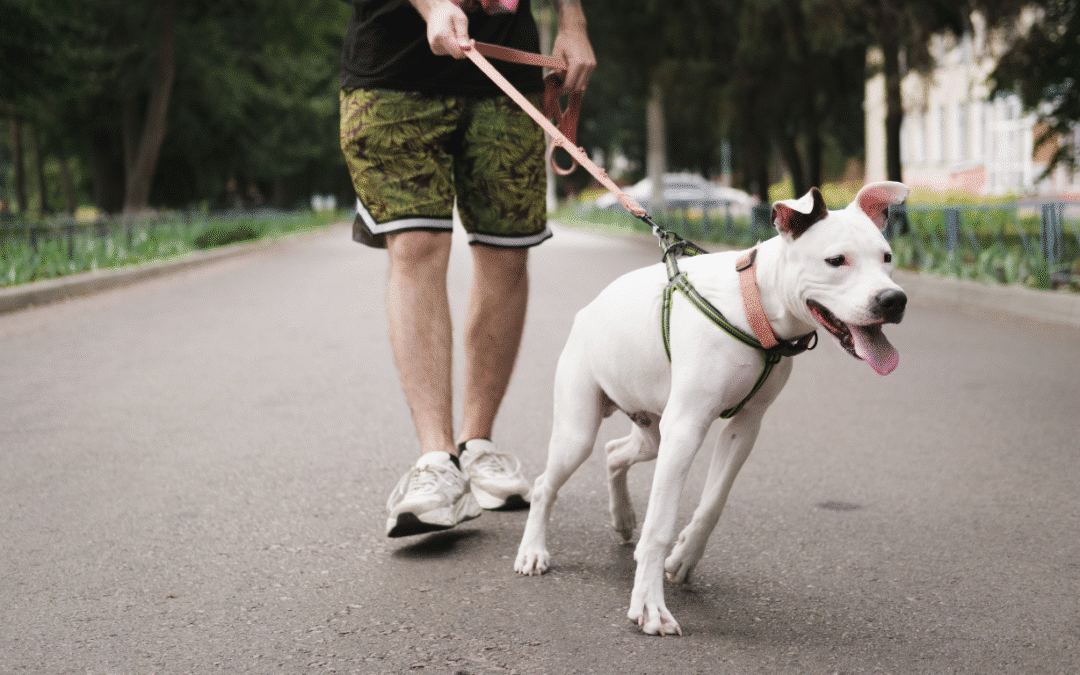 How to Train a Dog That Pulls on the Leash