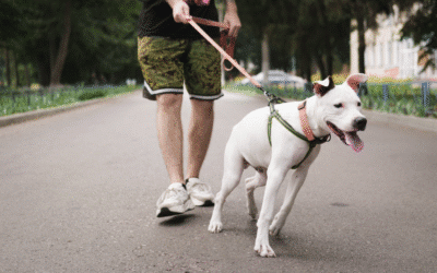 How to Train a Dog That Pulls on the Leash