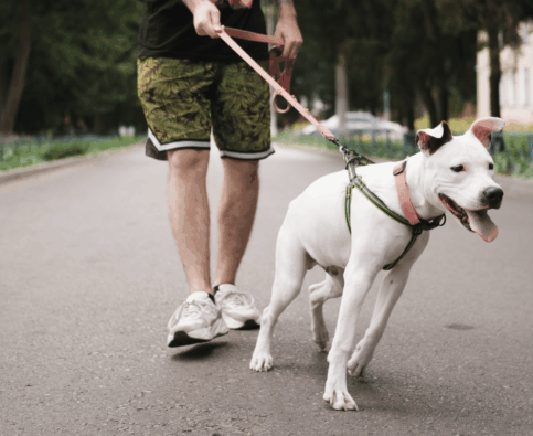 How to Train a Dog That Pulls on the Leash