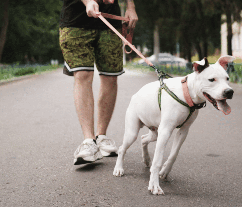 How to Train a Dog That Pulls on the Leash
