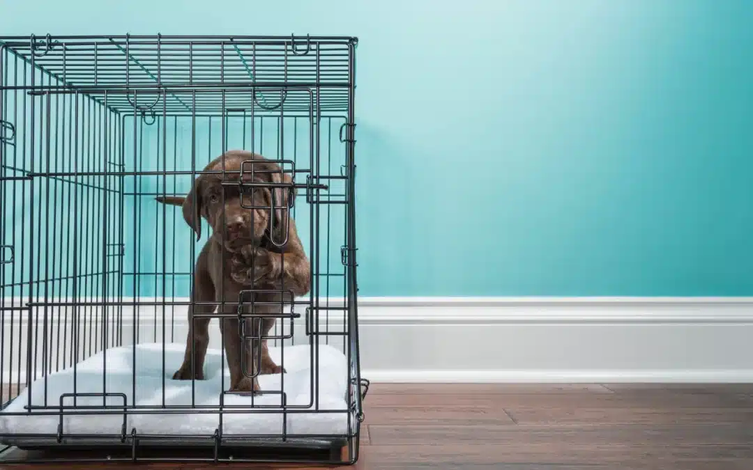 How to Crate Train a Puppy Without Causing Stress