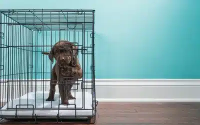 How to Crate Train a Puppy Without Causing Stress