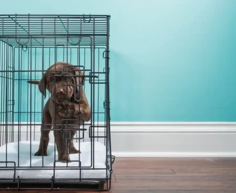 How to Crate Train a Puppy Without Causing Stress