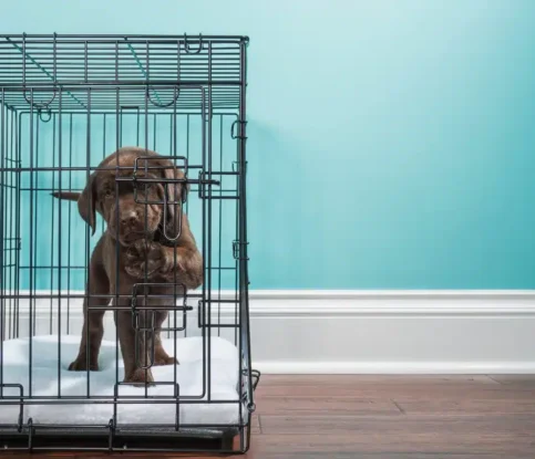 How to Crate Train a Puppy Without Causing Stress