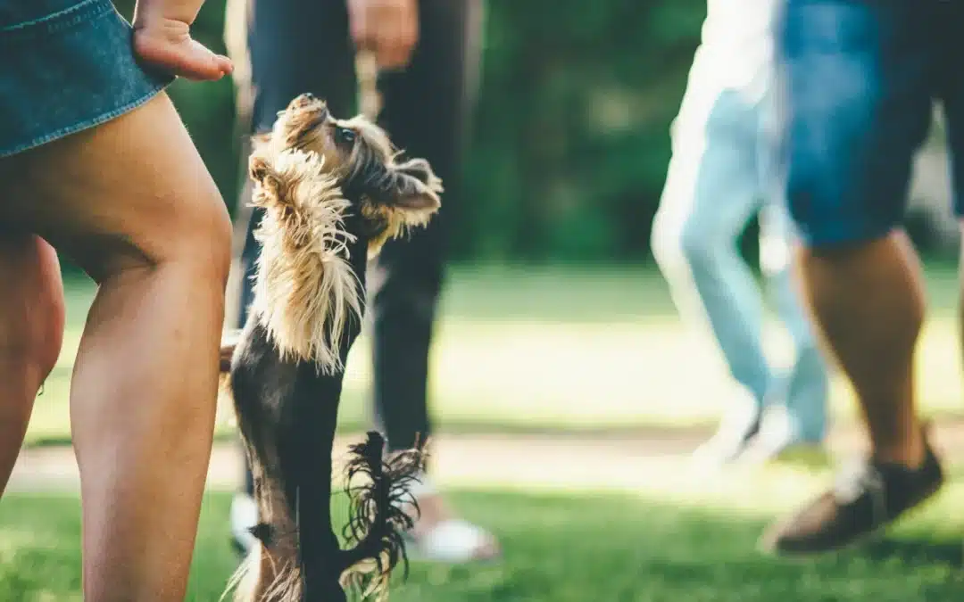 How to Stop a Dog from Jumping on Guests Without Punishment