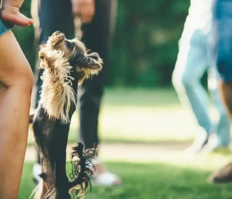 How to Stop a Dog from Jumping on Guests Without Punishment