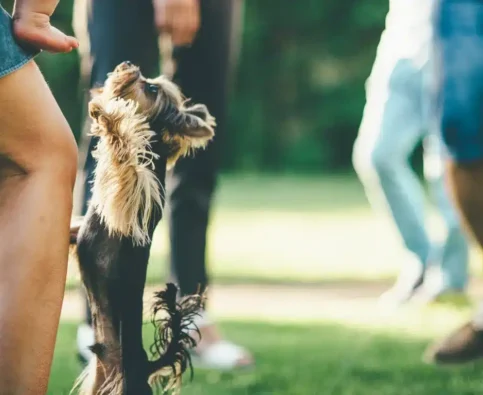 How to Stop a Dog from Jumping on Guests Without Punishment