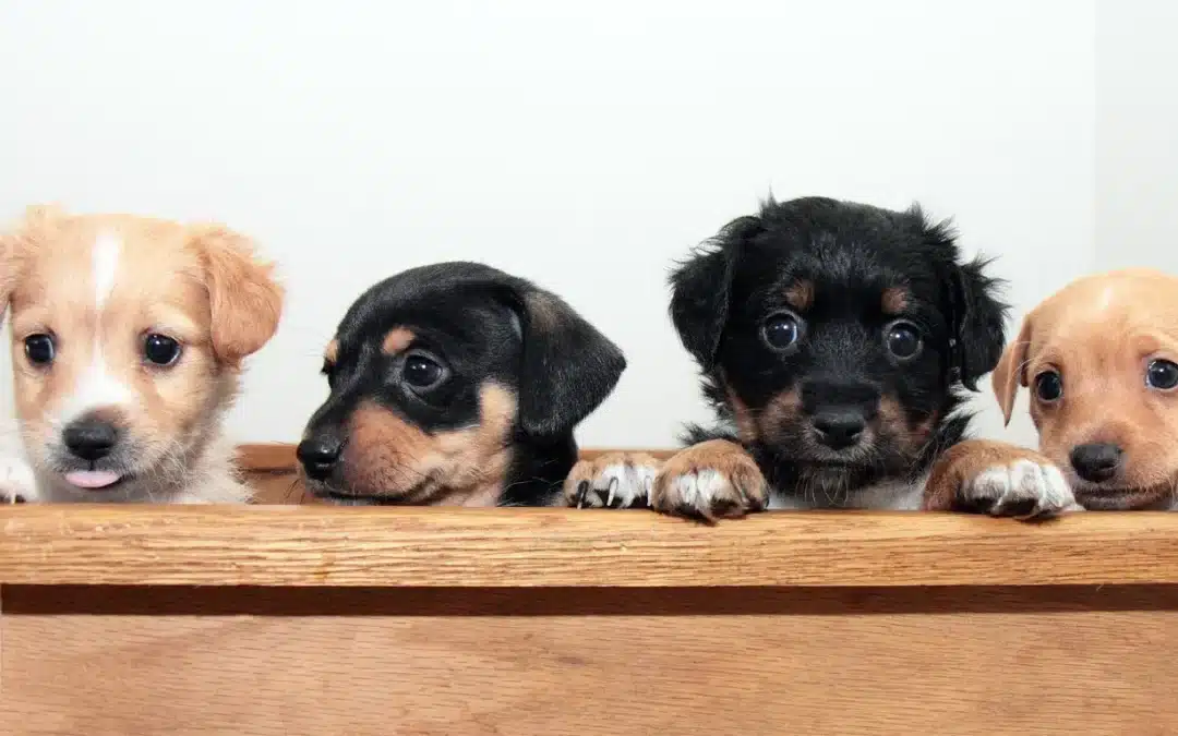 First Night Home: How to Help a Puppy Settle In Without Anxiety