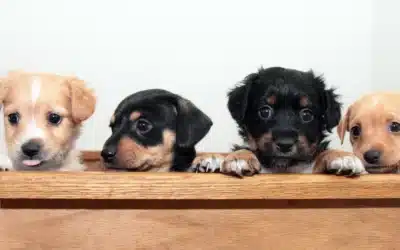 First Night Home: How to Help a Puppy Settle In Without Anxiety