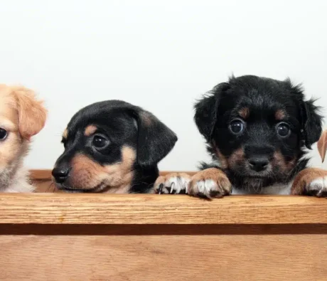 First Night Home: How to Help a Puppy Settle In Without Anxiety