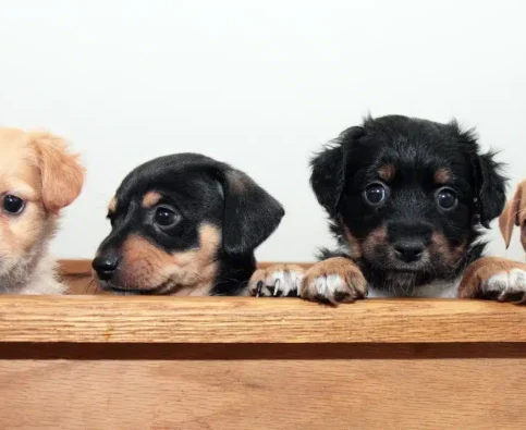 First Night Home: How to Help a Puppy Settle In Without Anxiety