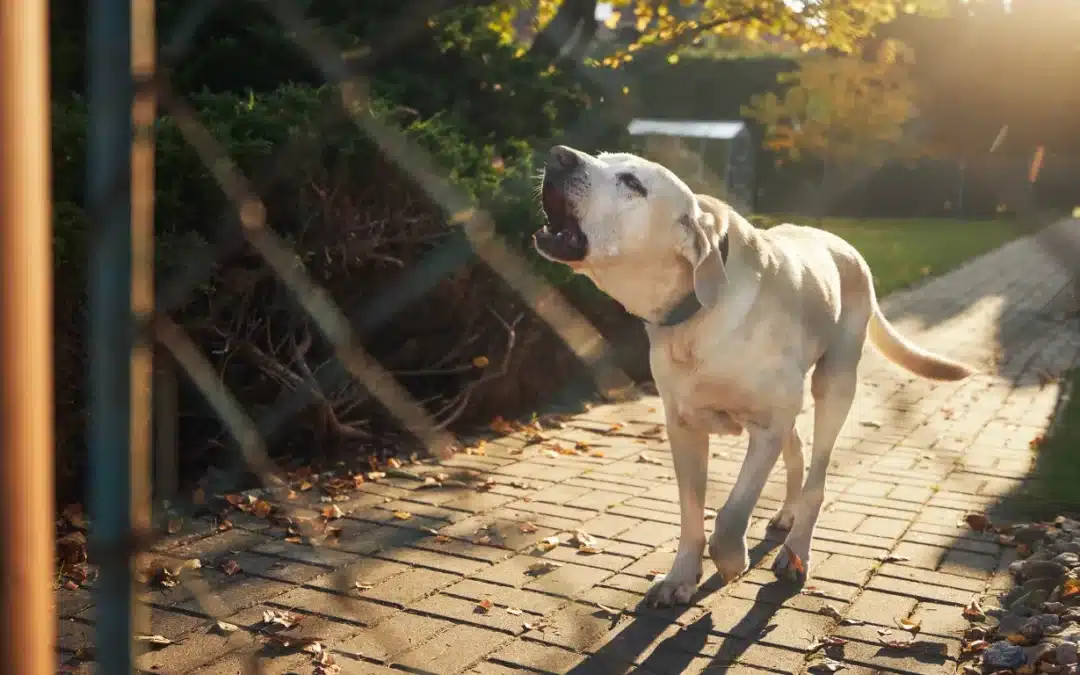 How to Stop Your Dog from Barking Excessively at Strangers or Noises