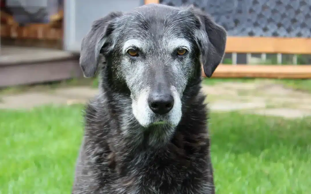 Can You Train an Older Dog? Tips That Actually Work